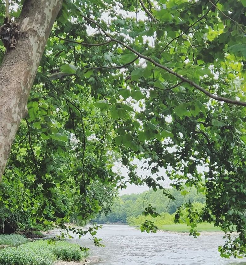 American Sycamore