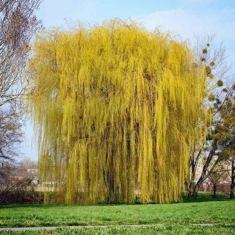 Weeping Willow