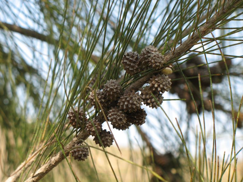 Australian Pine: Invasive And Harmful To Native Ecosystems