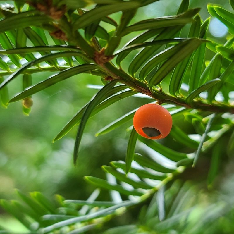 Yew Berry Arils