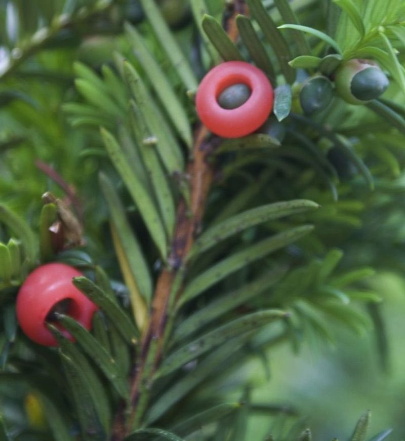 English Yew