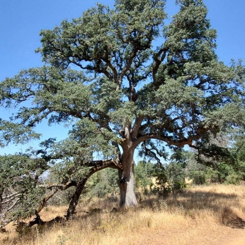 Blue Oak: Central Valley Sentinels With Legal Protection