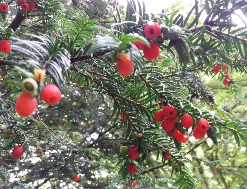 Yew