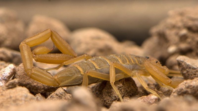 Arizona Bark Scorpion