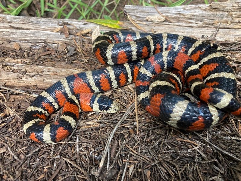Arizona Coral Snake