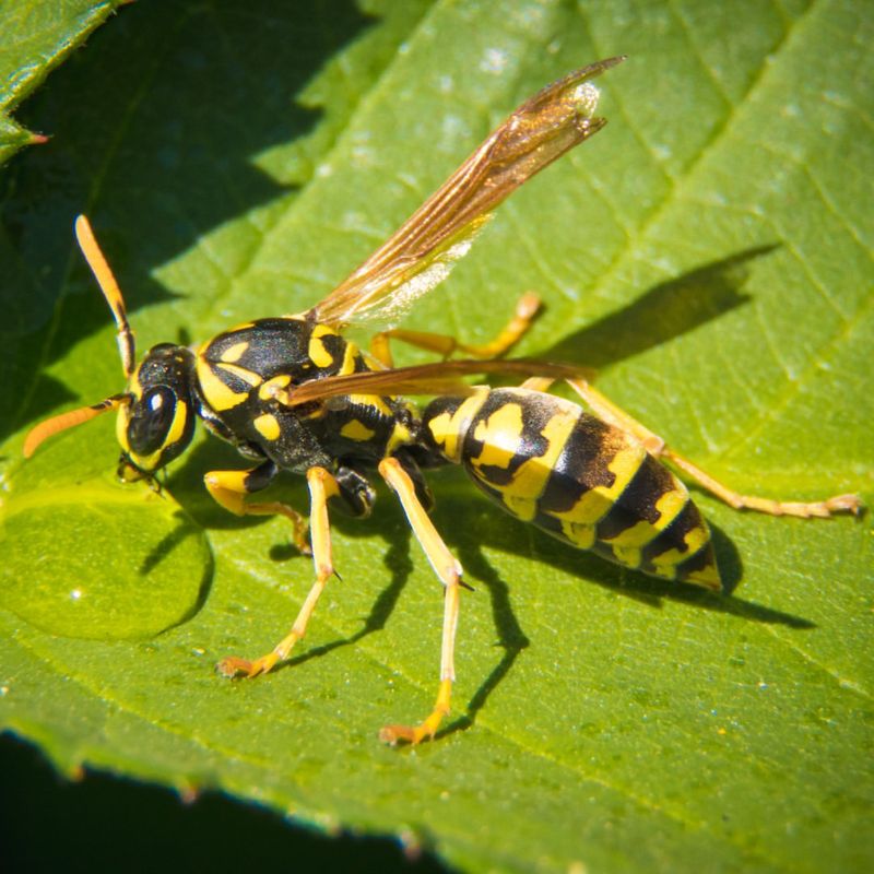 Yellow Jacket Wasp
