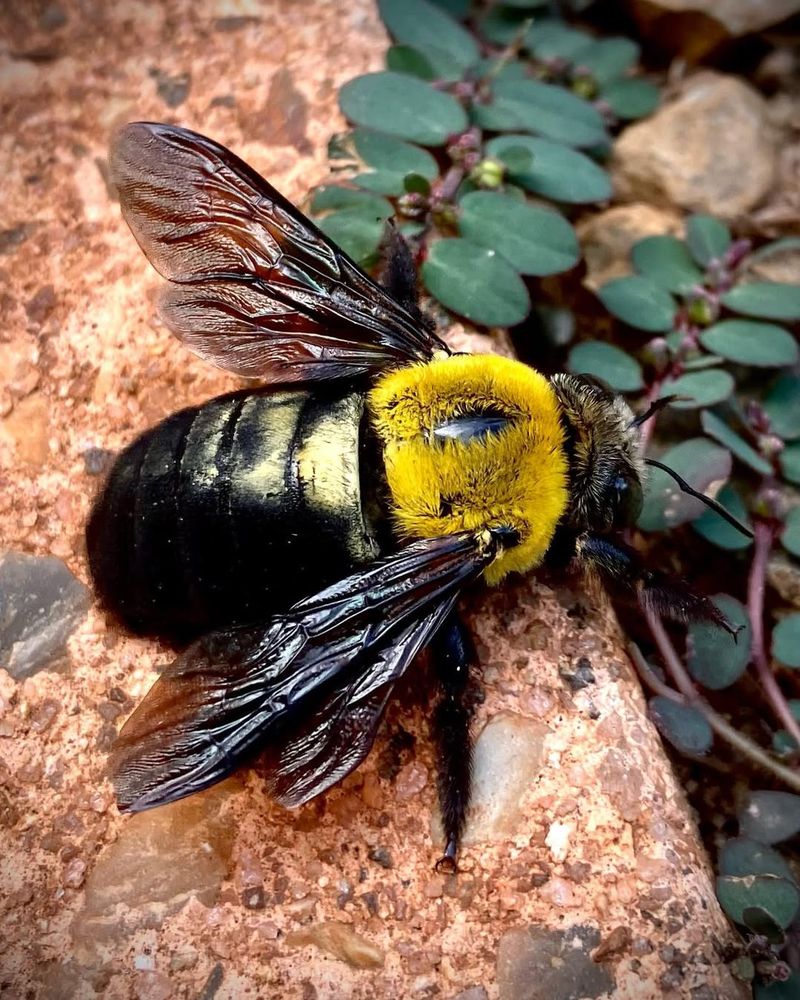 Carpenter Bee