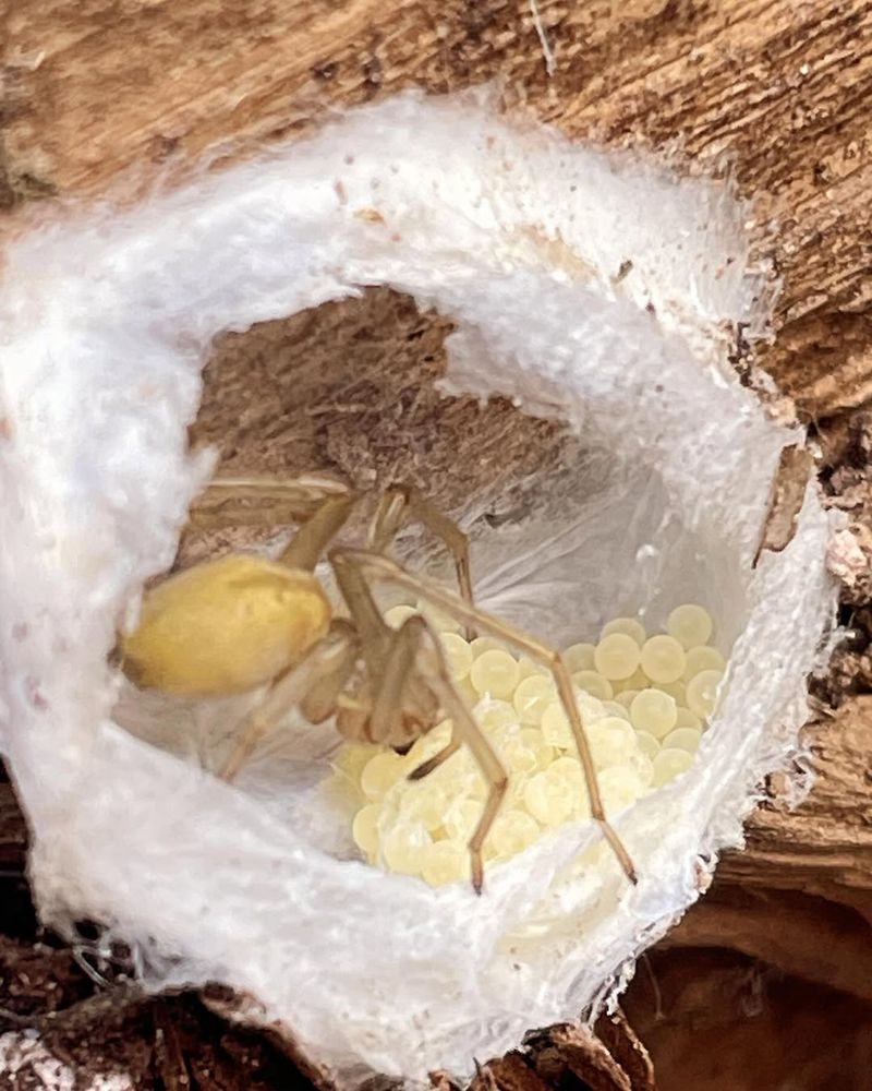 Yellow Sac Spider