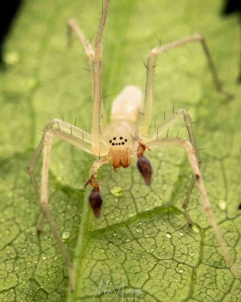 Yellow Sac Spider