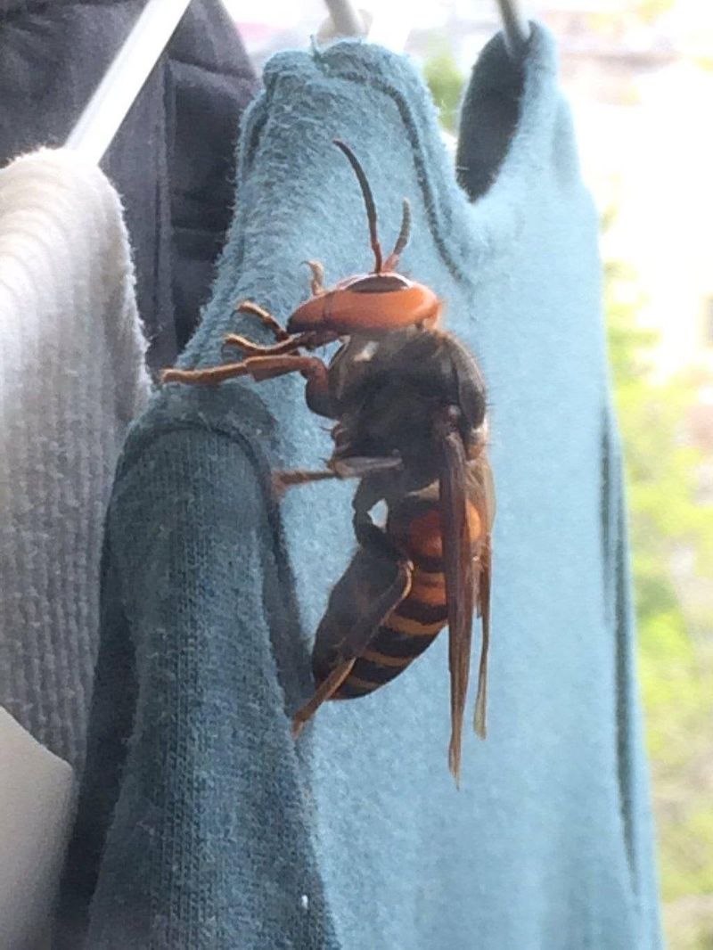 Asian Giant Hornet