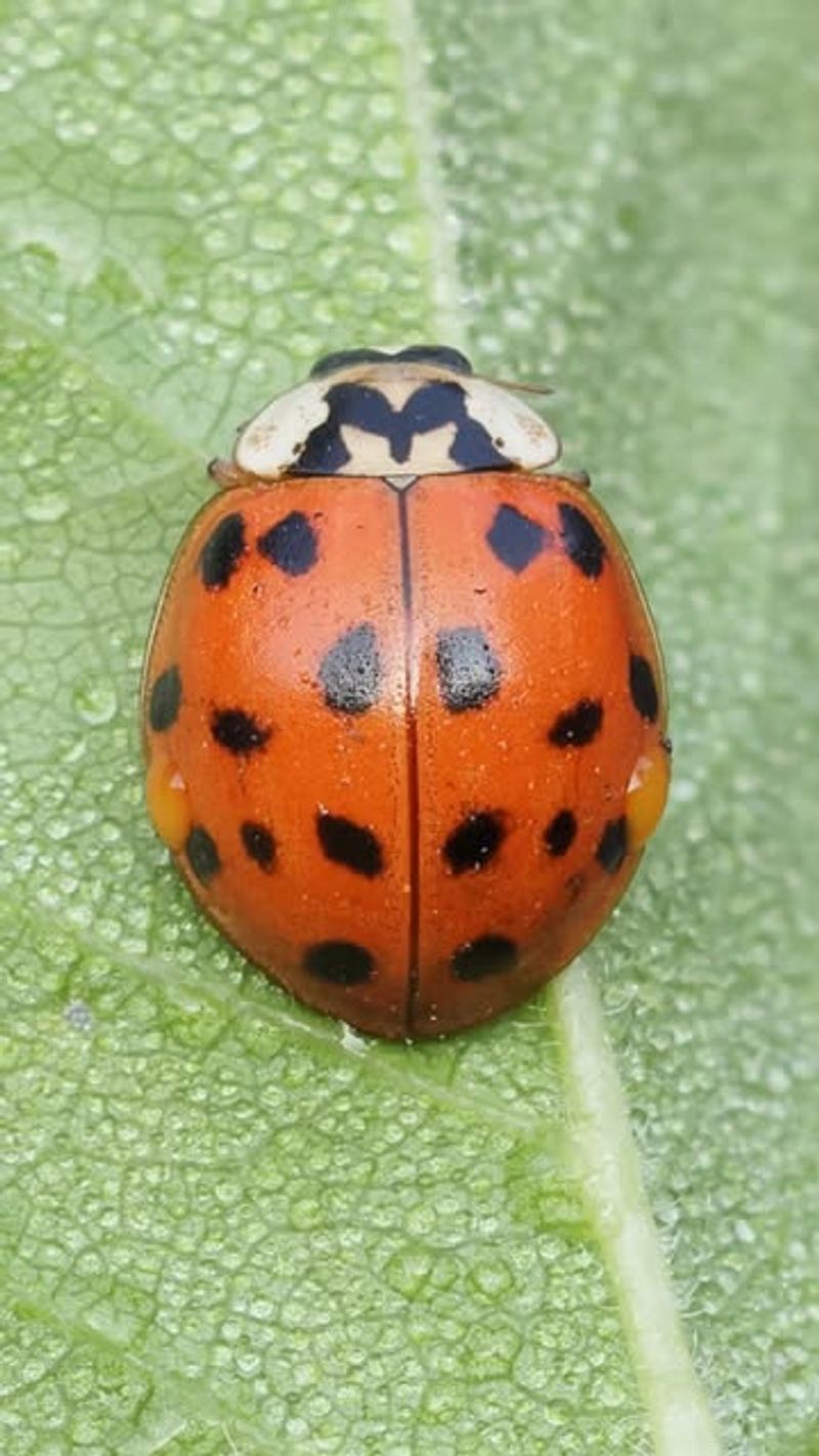 Asian Lady Beetles