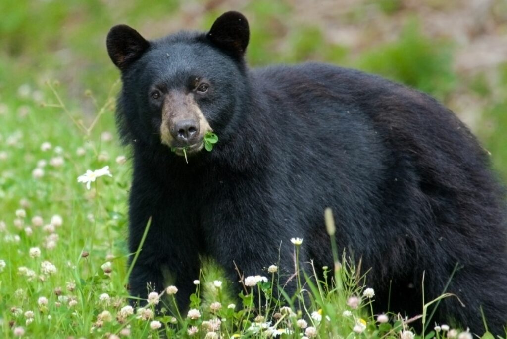 Black Bear Eating a Flowering Plant