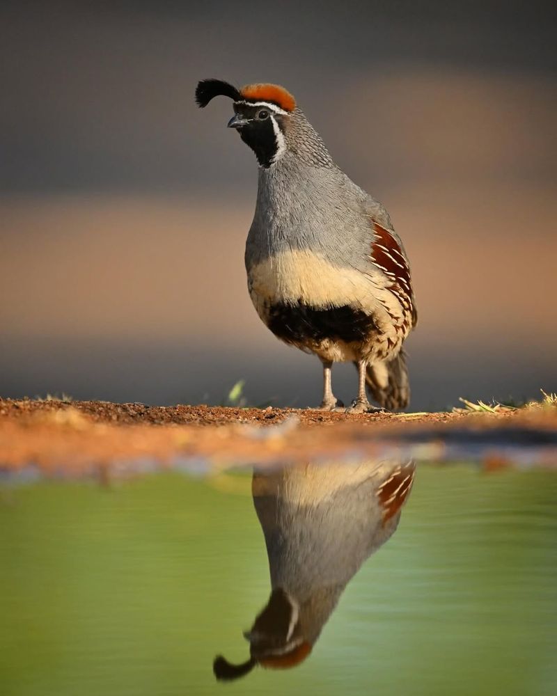 Gambel's Quail