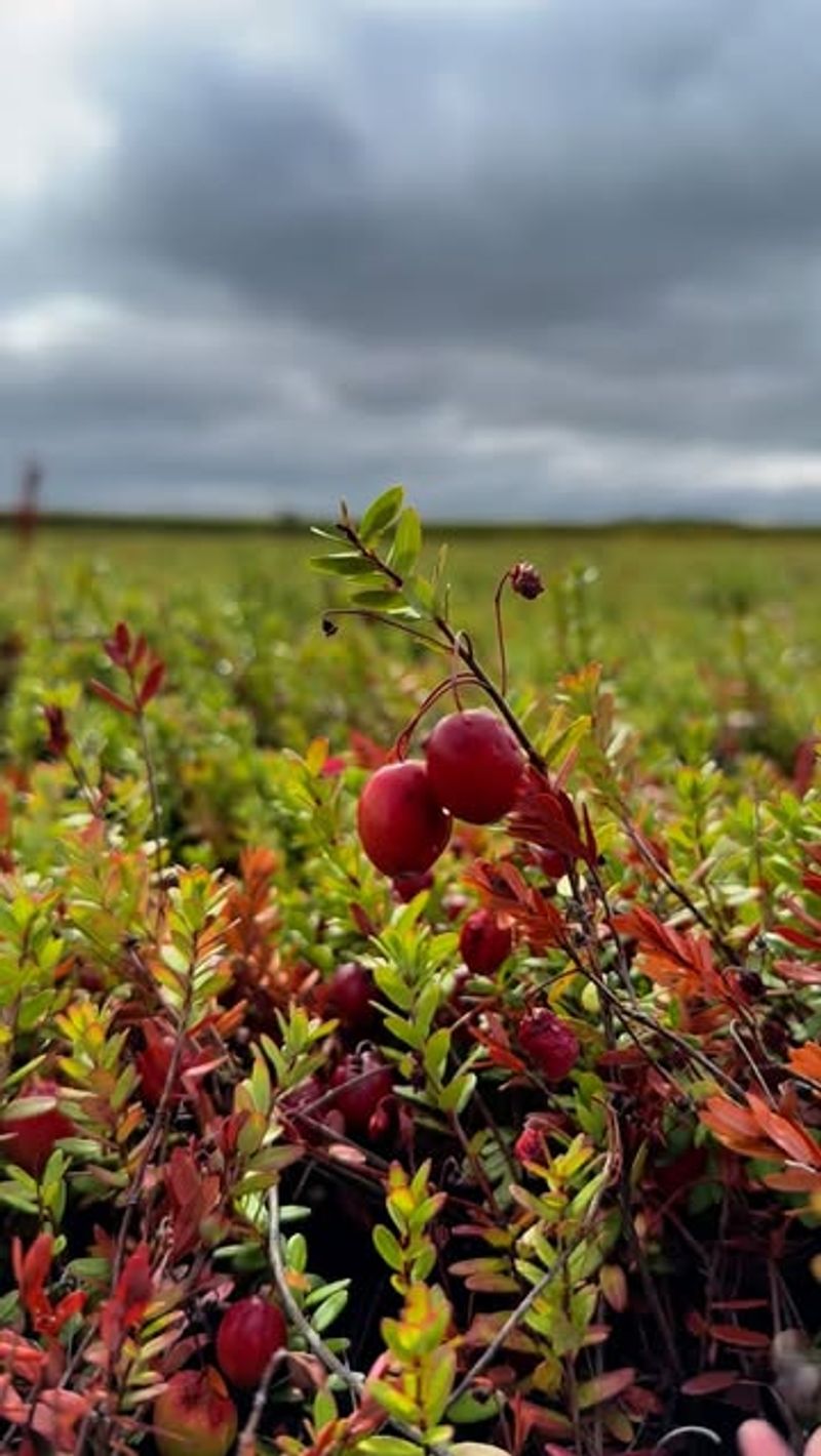 Cranberries