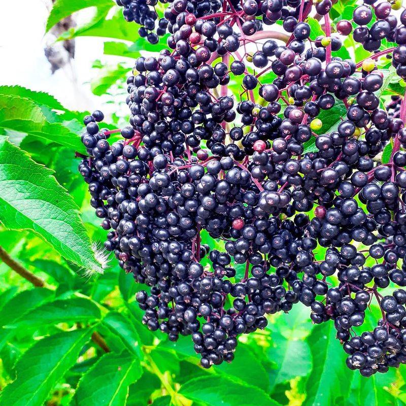 Elderberries