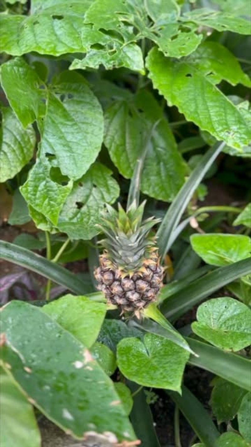 Pineapple