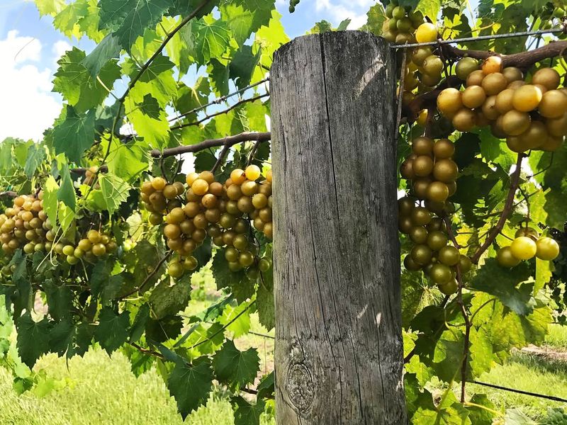 Muscadines