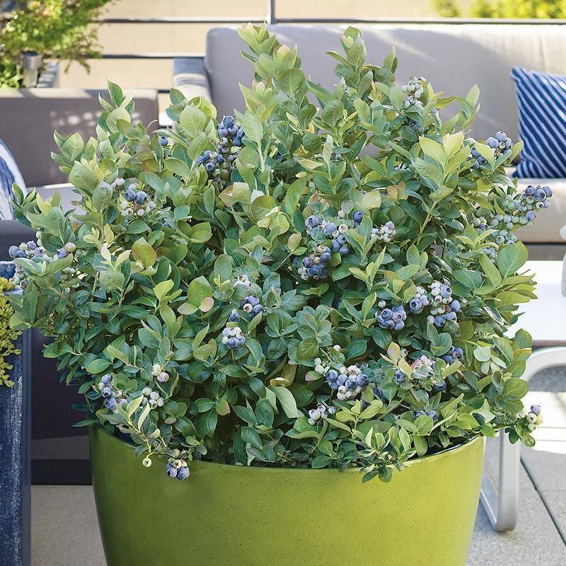 Blueberries: Acid-Loving Beauties With Year-Round Appeal