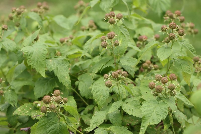 Raspberry Plants