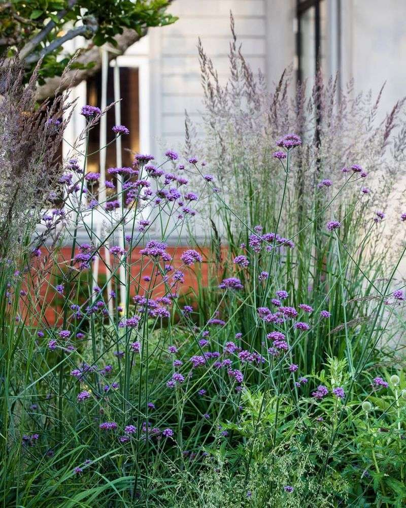 Verbena