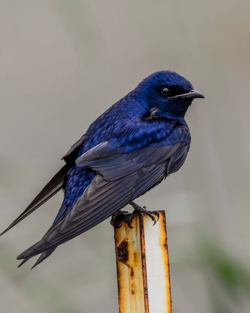 Purple Martins