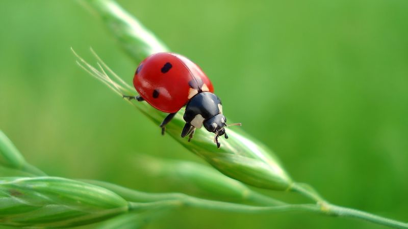 Introduce Ladybugs And Other Natural Predators