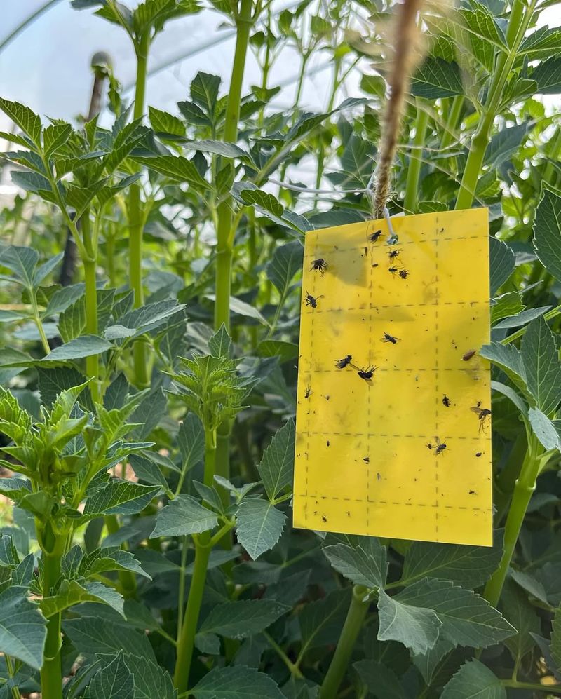 Sticky Yellow Traps