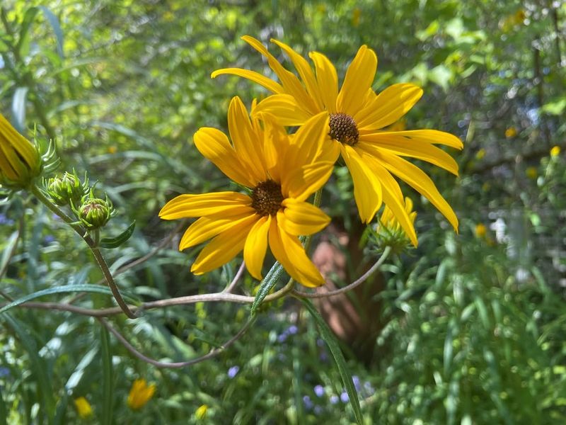 Swamp Sunflower