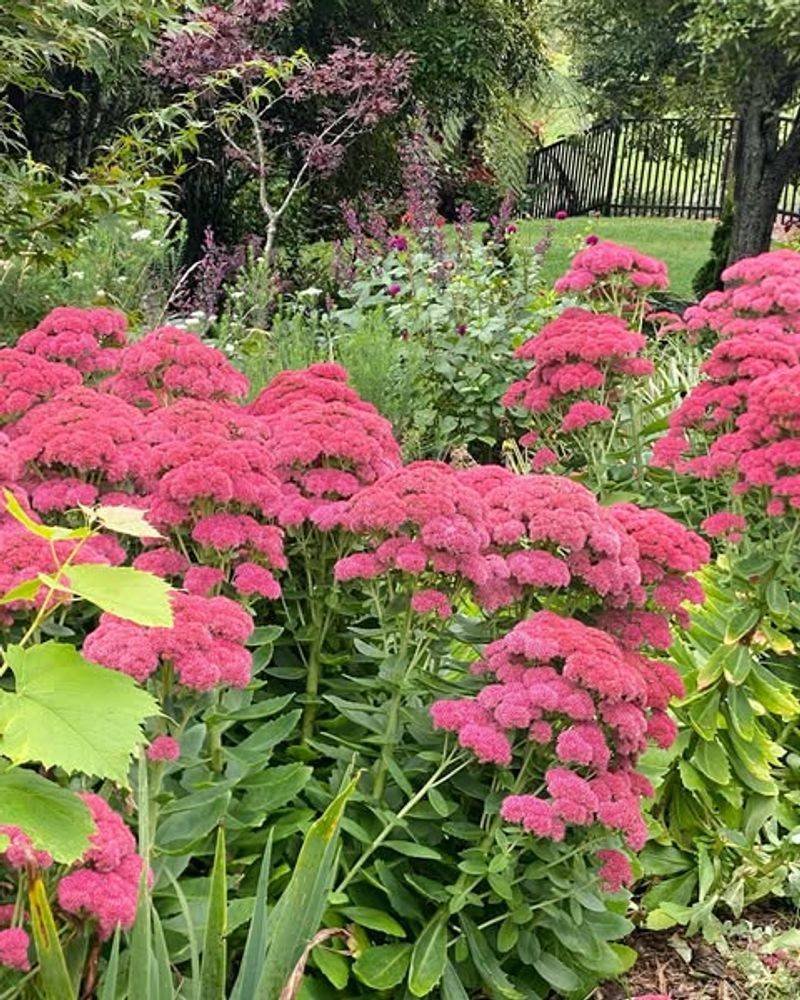 Sedum
