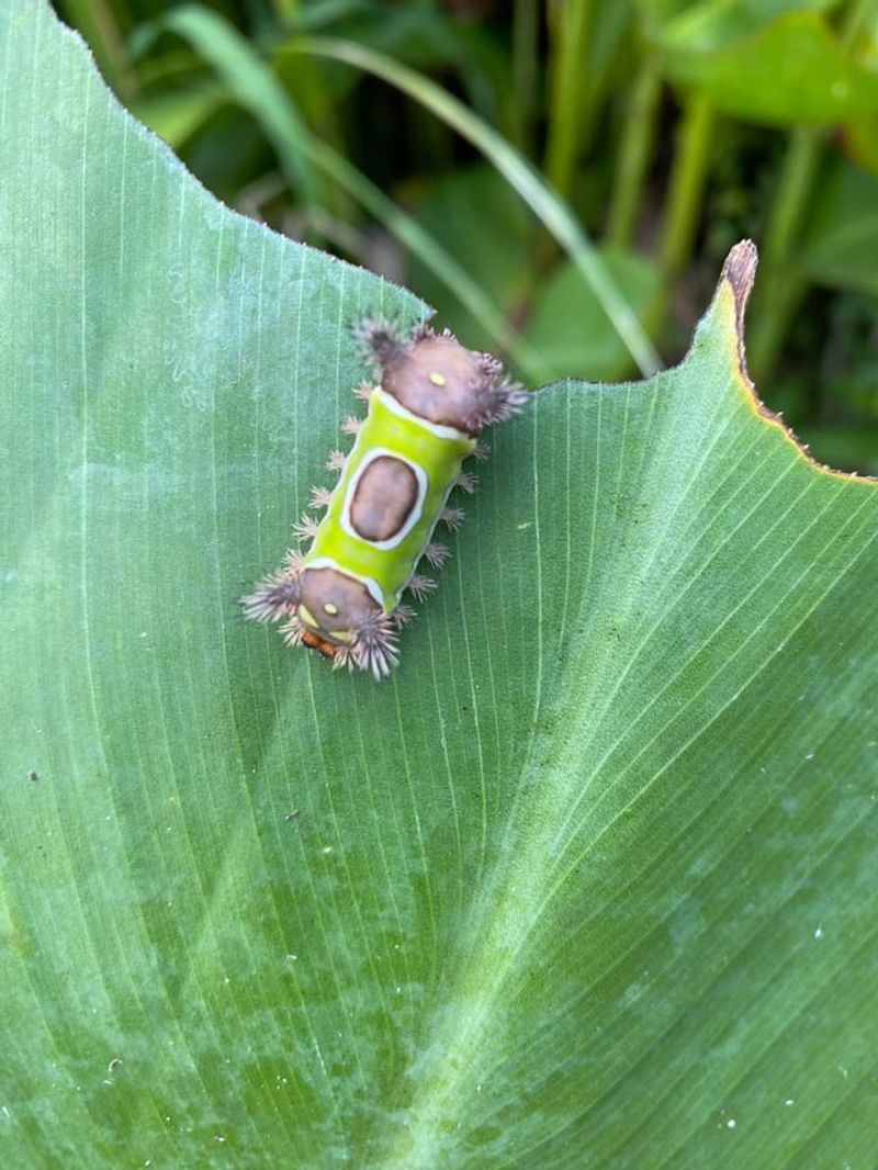 Saddleback Caterpillar