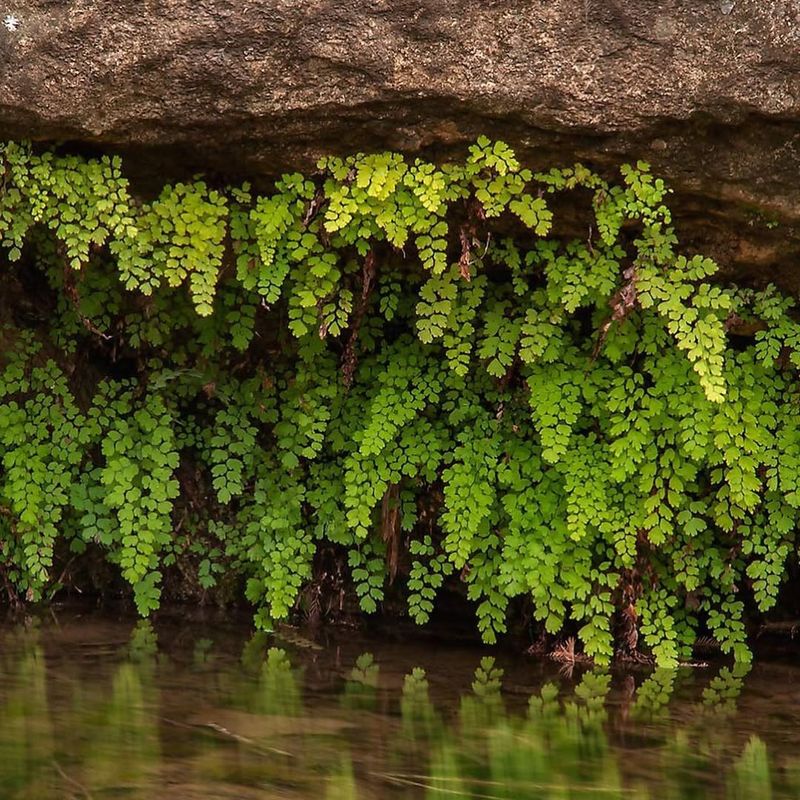 Maidenhair Fern: The Woodland Aristocrat