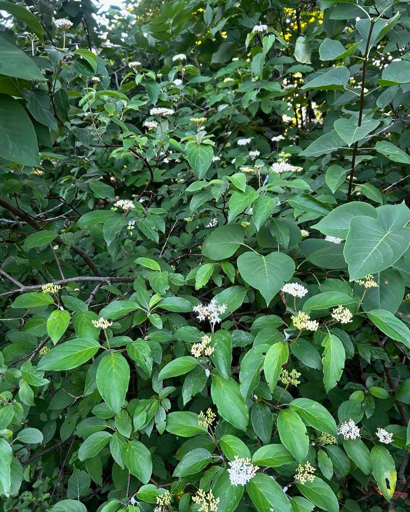 Silky Dogwood (Cornus amomum)