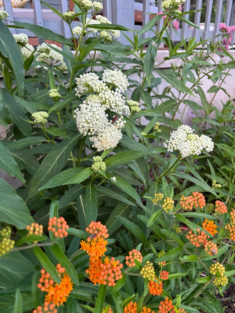 Chemical Defense Protects Butterfly Offspring
