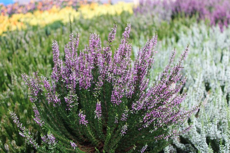 Requires Almost Zero Maintenance