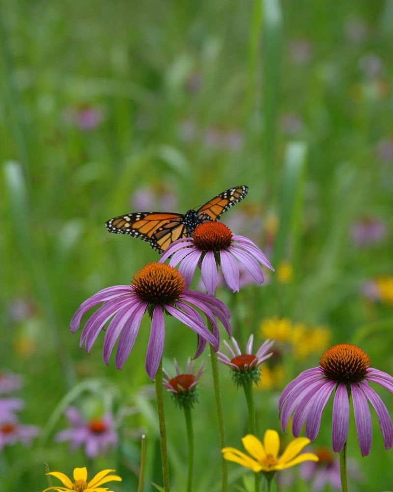 Attracts Monarch Butterflies During Migration