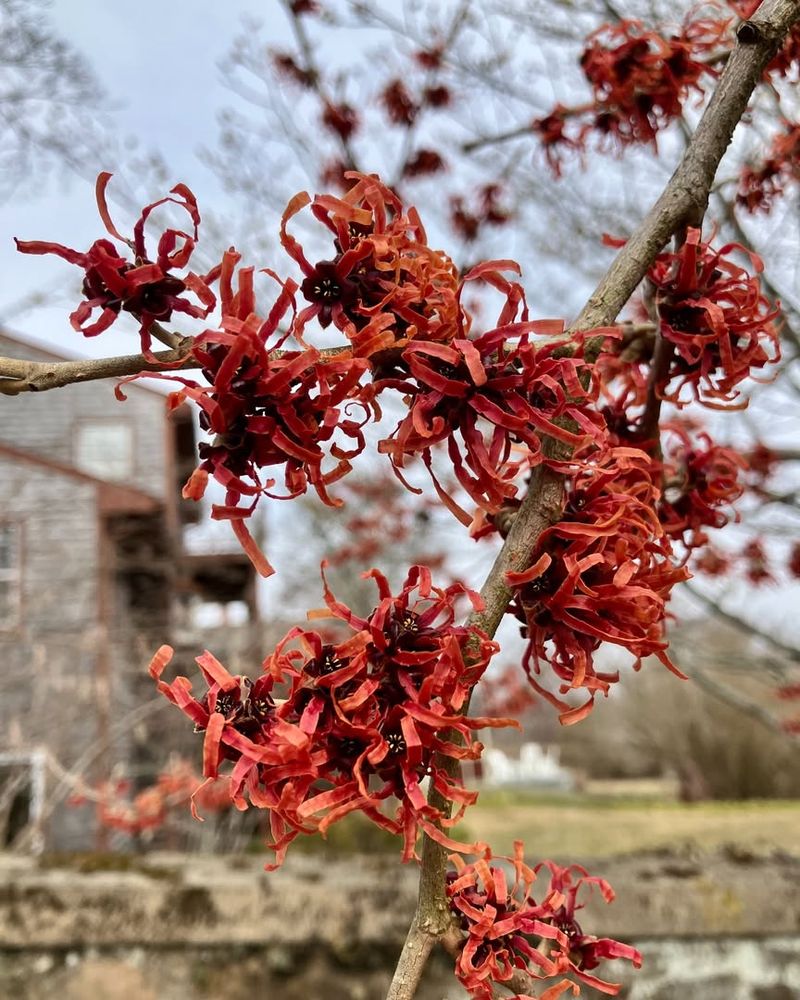 Red Color Pops Against Snow