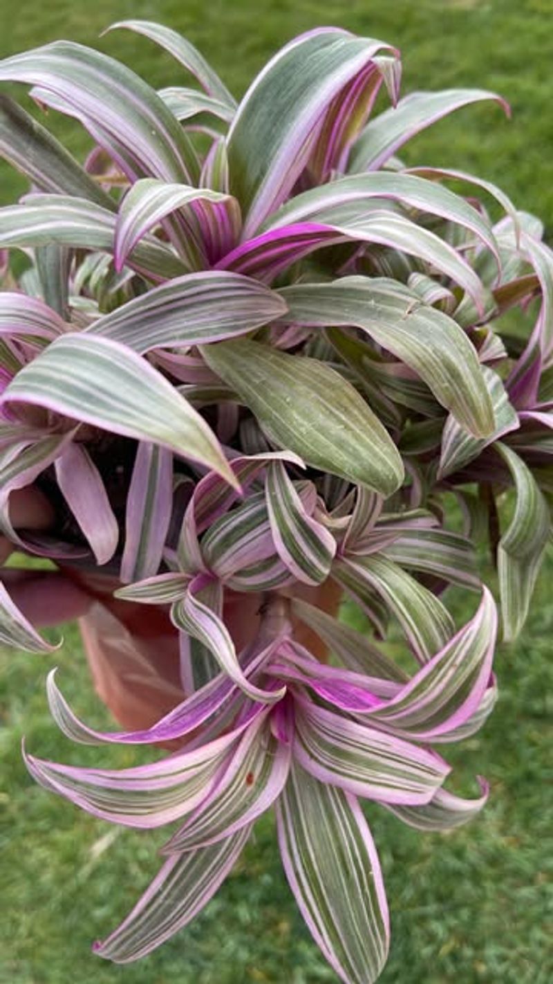 Oyster Plant