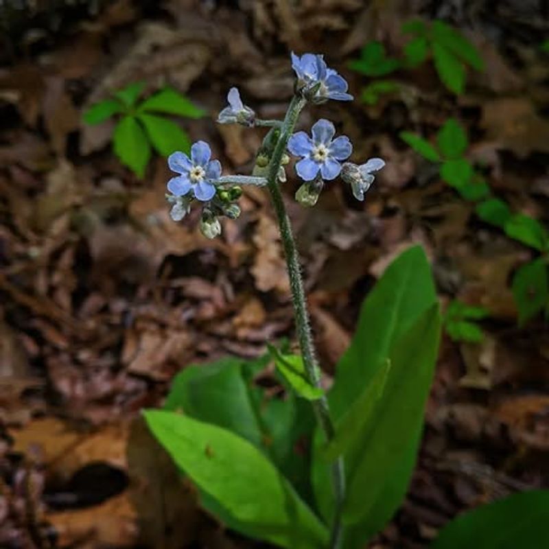 Wild Comfrey