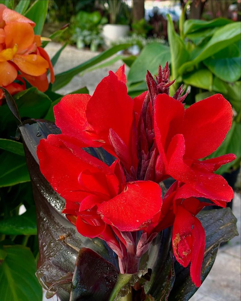 Canna Lily