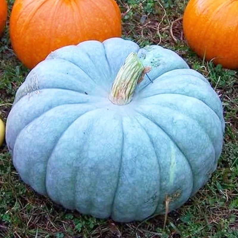Jarrahdale Pumpkin