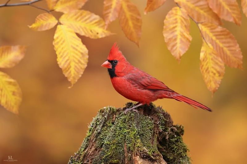 Northern Cardinal