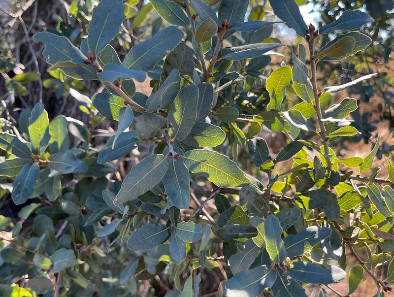 Engelmann Oaks: Rare Treasures With Hefty Penalties