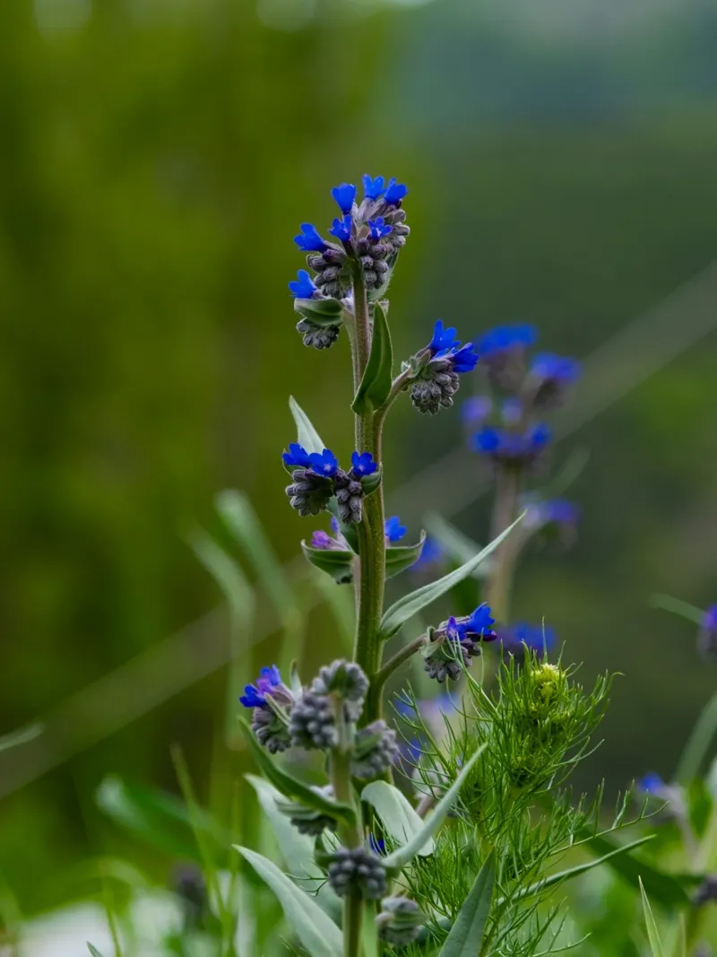 Texas Blueweed