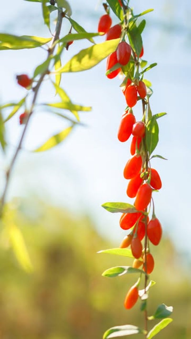 Goji Berries