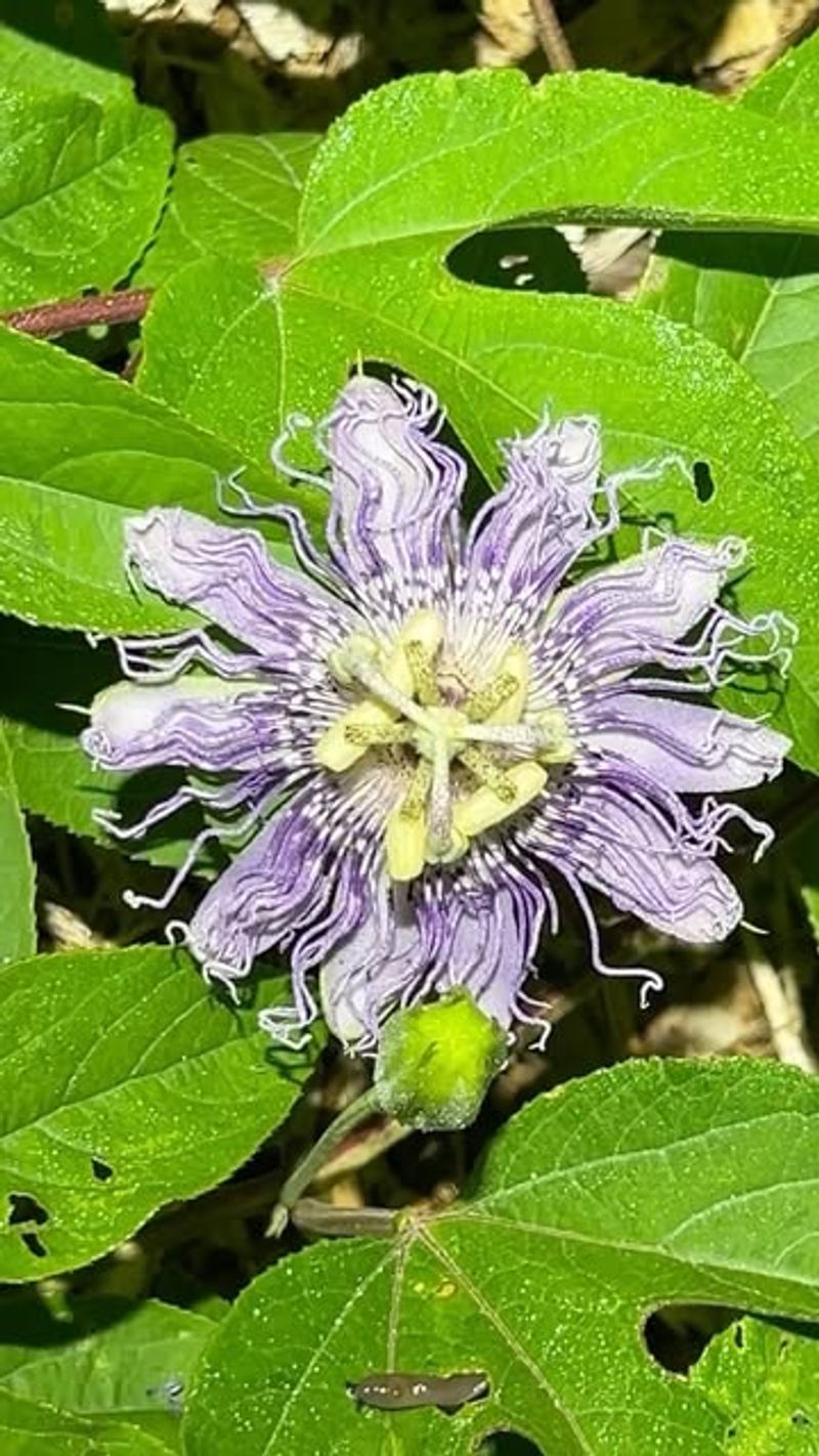 Maypop (Wild Passion Fruit)