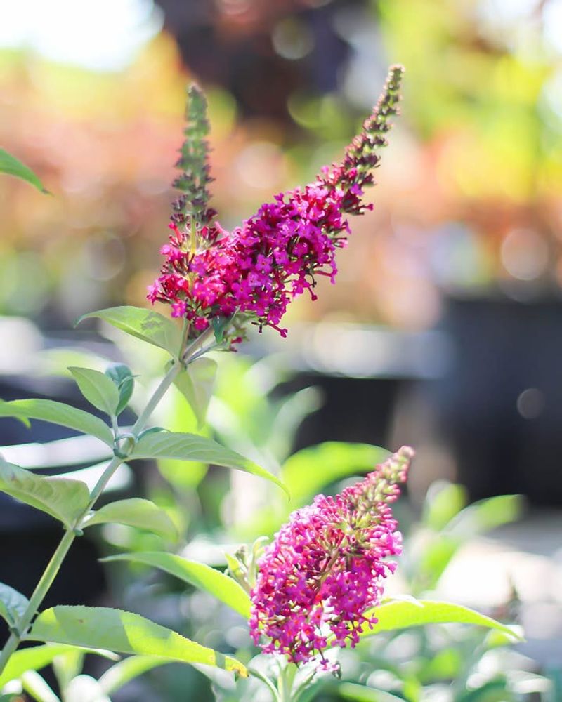 Butterfly Bush