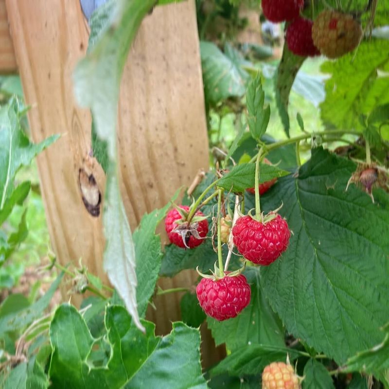 Raspberries: Easy-Growing Cane Fruits