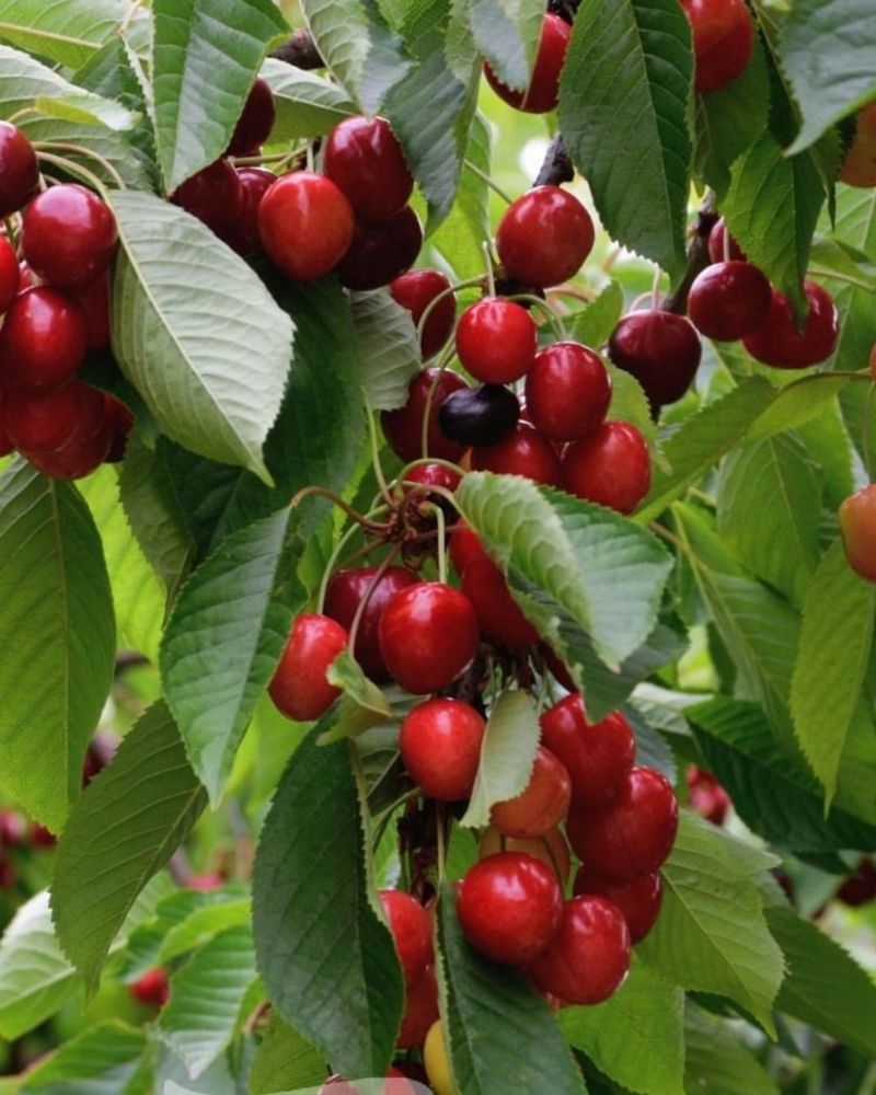 Cherry Seeds