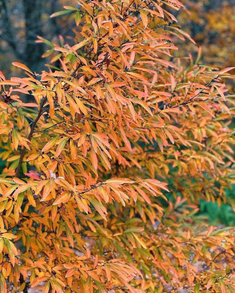 Spicebush
