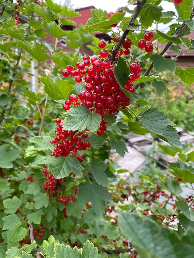 Currant
